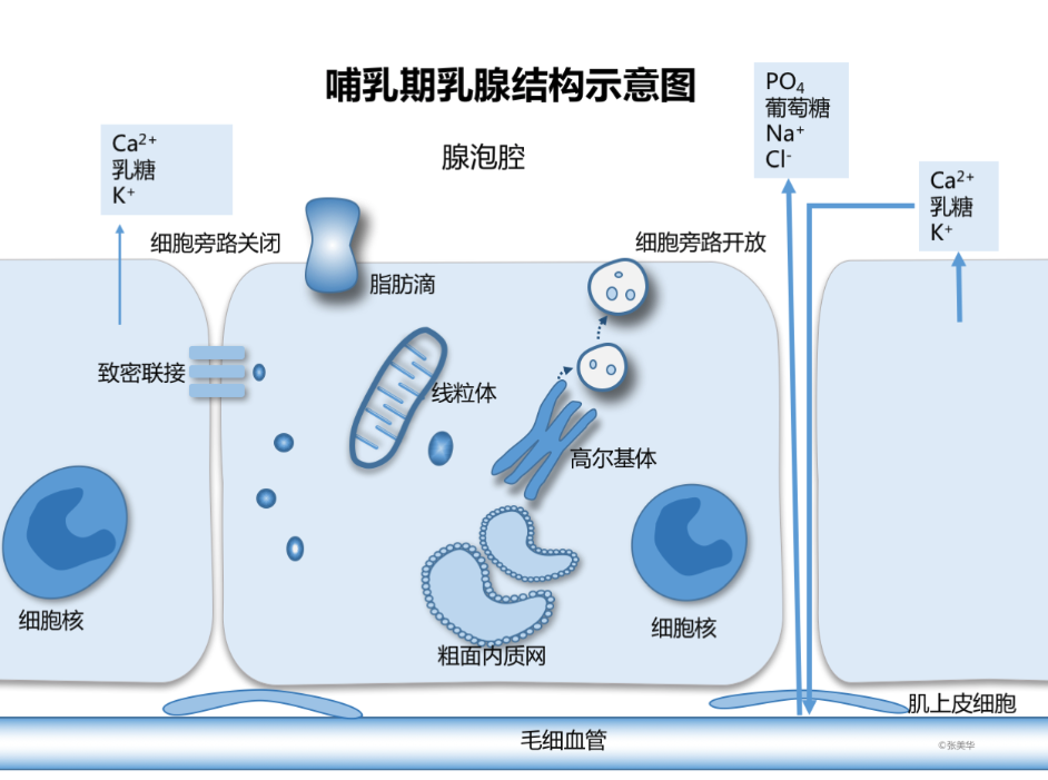 影响喷乳反射因素_泌乳期产奶量_哺乳期回奶原因