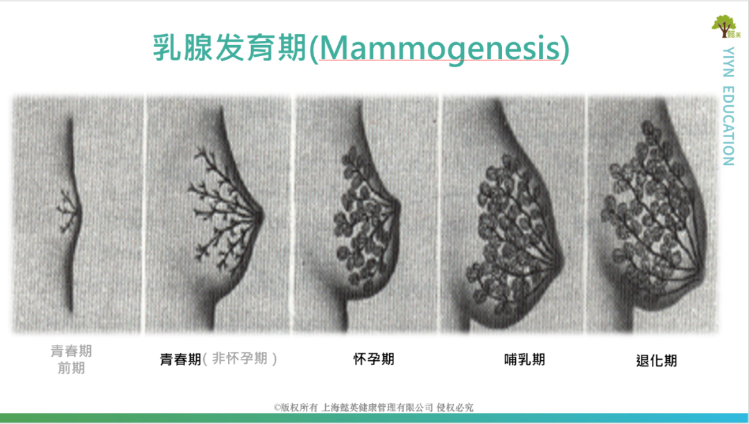 遗传性乳腺发育不良影响泌乳量_遗传激素水平异常与母乳分泌_泌乳期产奶量