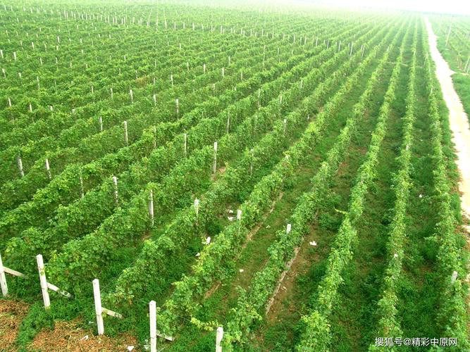 河南高质量绿色农业发展促进项目获世行3亿美元贷款